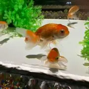 Jの画像
