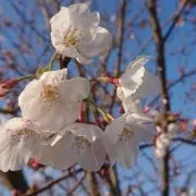 さち