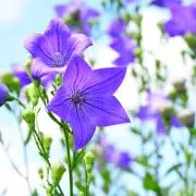 桔梗庵の画像