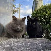 たーの画像