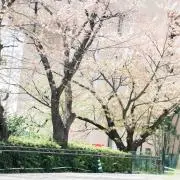 さくらの画像