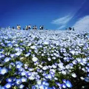 White Beeの画像