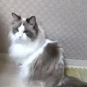 ララの画像