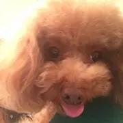 チャイ✴️の画像