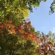 色えんぴつの画像