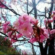 とっふぃー