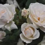 ぎゅまお※プロフご確認くださいの画像