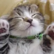 かえぽん