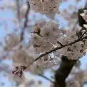 あんの画像