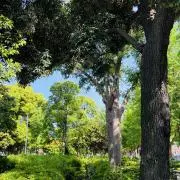 tonbomanの画像
