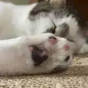 つぶあんの画像