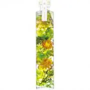 Mellow-orangeの画像