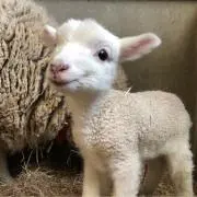 とらの画像