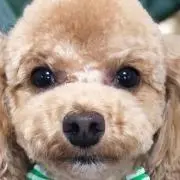 cacao823の画像