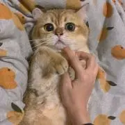 ボブ