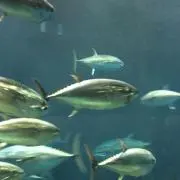 あっくん