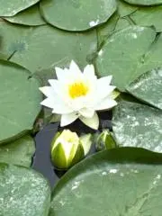Kとしの画像
