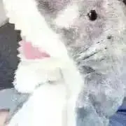 ん