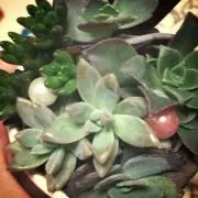 ご。
