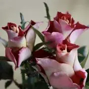 ふっきー*プロフ一読お願い致します。の画像