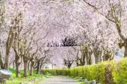 桜の花
