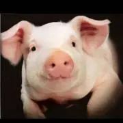 fatboyの画像