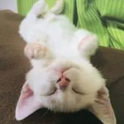 もんどの画像