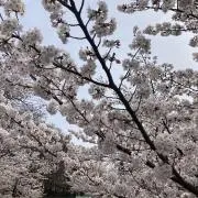 しかちゃんの画像
