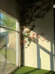 honoの画像