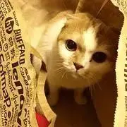 mimychirochamaプロフ必読の画像