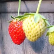 Asamiの画像