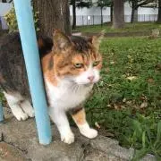 もふもふ丸の画像