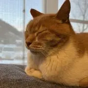 roroの画像