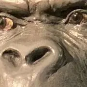 shuの画像
