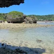 蘭の画像