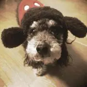 コメント必読☆もけ