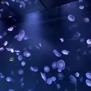 くーたろの画像