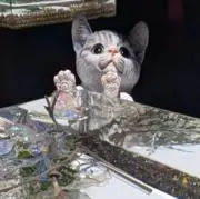 Nyankithiの画像