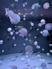 aquariusの画像