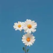 あっかの画像