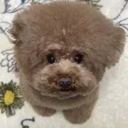 にょらちゃんの画像
