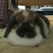 オサ