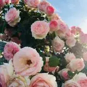 しらたま♡の画像