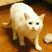 チビ