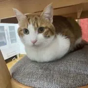 ザキヤマん