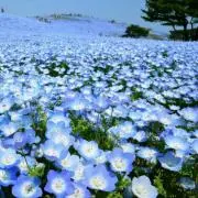 東京よりの茨城の画像