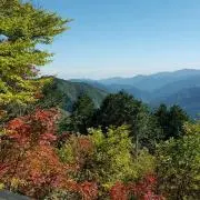 ひまわりの画像
