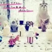 ブナの画像