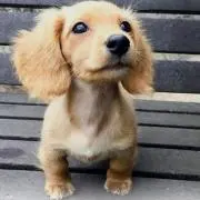 よし