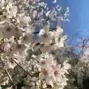 こつえの画像